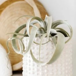 GOLD LEAF ART GROUP Best Sellers Air Plant