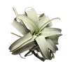 GOLD LEAF ART GROUP Best Sellers Air Plant
