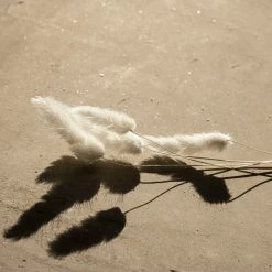 Yunnan Dianfeng Flower Technology Co. Ltd Featured Collections Bleached Bunny Tail