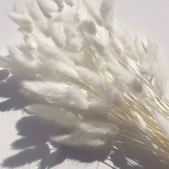 Yunnan Dianfeng Flower Technology Co. Ltd Featured Collections Bleached Bunny Tail