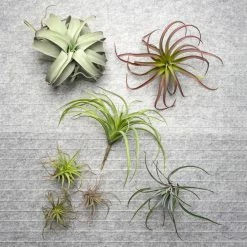 GOLD LEAF ART GROUP HOME DECOR Bronze Air Plant