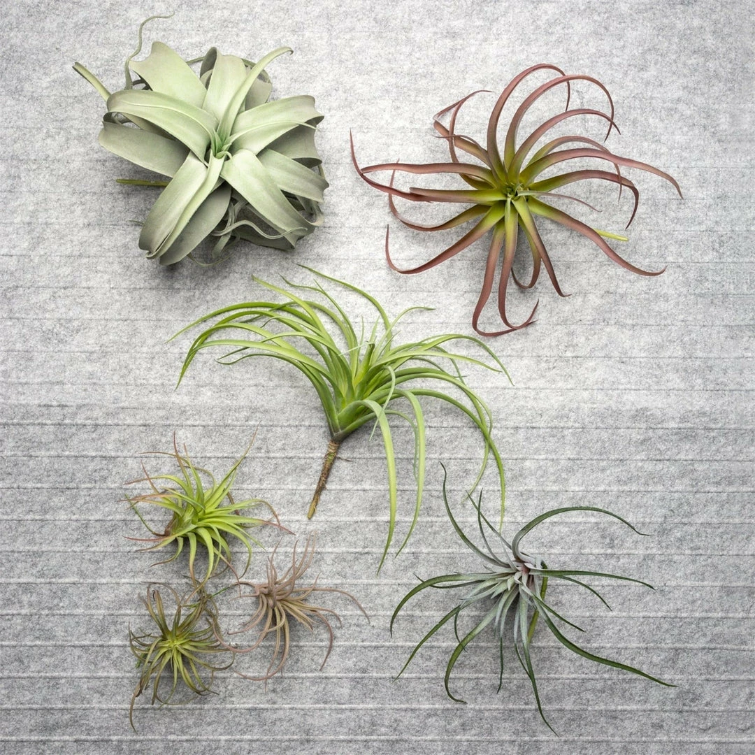 GOLD LEAF ART GROUP HOME DECOR Bronze Air Plant