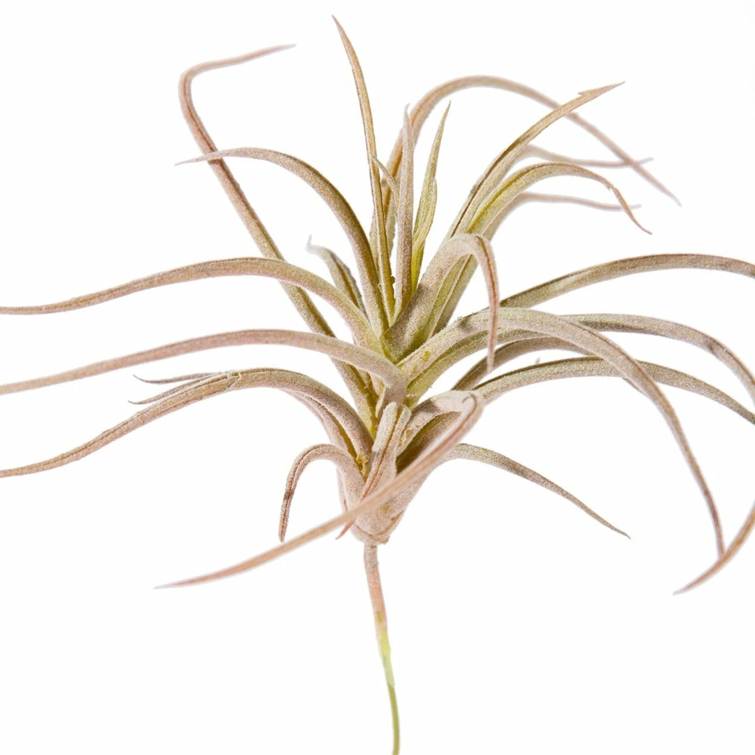 GOLD LEAF ART GROUP HOME DECOR Bronze Air Plant