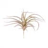 GOLD LEAF ART GROUP HOME DECOR Bronze Air Plant