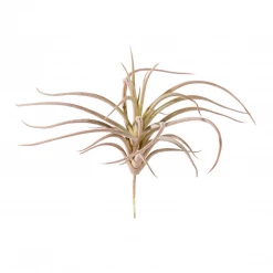 GOLD LEAF ART GROUP HOME DECOR Bronze Air Plant