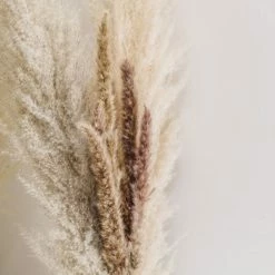 Yunnan Dianfeng Flower Technology Co. Ltd Brown Petite Pampas Best Sellers