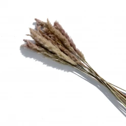 Yunnan Dianfeng Flower Technology Co. Ltd Brown Petite Pampas Best Sellers