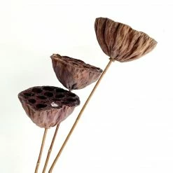Yunnan Dianfeng Flower Technology Co. Ltd Dried Natural Seed Pod, Set Of 2