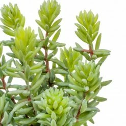 GOLD LEAF ART GROUP Faux Album Succulent