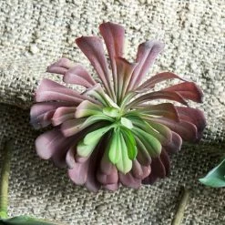 GOLD LEAF ART GROUP Faux Lily Succulent