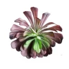 GOLD LEAF ART GROUP Faux Lily Succulent