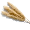 Yunnan Dianfeng Flower Technology Co. Ltd Golden Pampas Grass