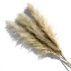 Yunnan Dianfeng Flower Technology Co. Ltd Greige Pampas Grass, Set Of 3 Best Sellers