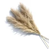 Yunnan Dianfeng Flower Technology Co. Ltd Natural Luxe Pampas Grass