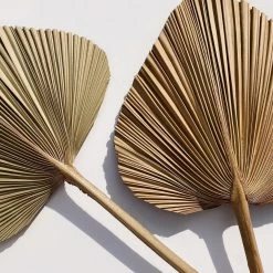 Yunnan Dianfeng Flower Technology Co. Ltd Natural Palm Spears Featured Collections