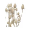 Yunnan Dianfeng Flower Technology Co. Ltd Natural Thistle Teasel Flower New Home Decor