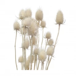 Yunnan Dianfeng Flower Technology Co. Ltd Natural Thistle Teasel Flower New Home Decor