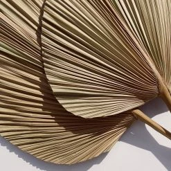 Yunnan Dianfeng Flower Technology Co. Ltd Olive Palm Spears Featured Collections