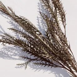 Yunnan Dianfeng Flower Technology Co. Ltd Olive Sword Leaf Fern