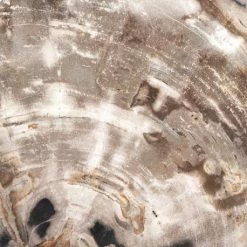 Fourhands Petrified Wood Organic Sculpture Best Sellers