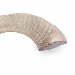 NGALA TRADING Polished Ram Horn