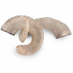 NGALA TRADING Polished Ram Horn