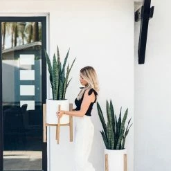 GOLD LEAF ART GROUP Best Sellers Snake Plant Bundle