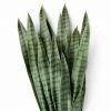 GOLD LEAF ART GROUP Best Sellers Snake Plant Bundle