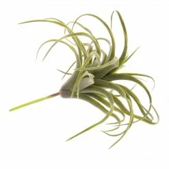 HomArt Spindling Faux Succulent Best Of Home Decor