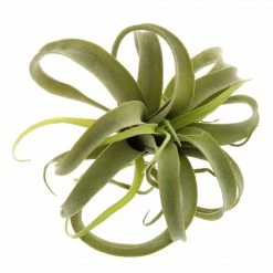 HomArt Spindling Faux Succulent Best Of Home Decor