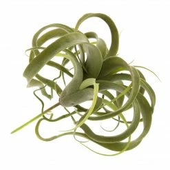 HomArt Spindling Faux Succulent Best Of Home Decor