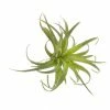 HomArt Spindling Faux Succulent Best Of Home Decor