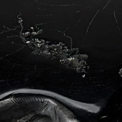 Noir Teak Root Coffee Table