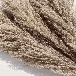 Yunnan Dianfeng Flower Technology Co. Ltd Wild Pampas Grass