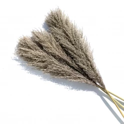 Yunnan Dianfeng Flower Technology Co. Ltd Wild Pampas Grass