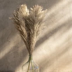 Yunnan Dianfeng Flower Technology Co. Ltd Wild Pampas Grass