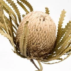 Yunnan Dianfeng Flower Technology Co. Ltd New Home Decor Natural Dried Banksia