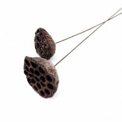 Yunnan Dianfeng Flower Technology Co. Ltd Dried Natural Seed Pod, Set Of 2