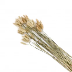 Yunnan Dianfeng Flower Technology Co. Ltd Natural Bunny Tail New Home Decor