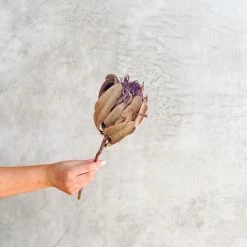 Yunnan Dianfeng Flower Technology Co. Ltd New Home Decor Dried King Protea