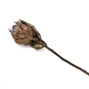 Yunnan Dianfeng Flower Technology Co. Ltd New Home Decor Dried King Protea