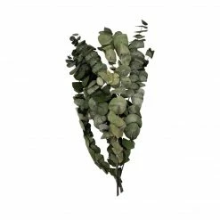 Yunnan Dianfeng Flower Technology Co. Ltd Natural Eucalyptus Leaf