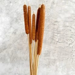 Yunnan Dianfeng Flower Technology Co. Ltd Natural Spike Of Cattail, Bundle Of 10 New Home Decor