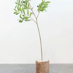 Creative Co Op Faux Olive Branch
