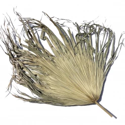 Yunnan Dianfeng Flower Technology Co. Ltd Uncut Palm Leaf