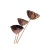 Yunnan Dianfeng Flower Technology Co. Ltd Dried Natural Seed Pod, Set Of 2