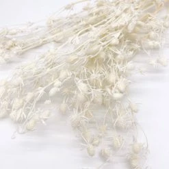 Yunnan Dianfeng Flower Technology Co. Ltd Natural Thistle Teasel Flower New Home Decor