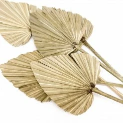 Yunnan Dianfeng Flower Technology Co. Ltd Dried Palms, Set Of 2 New Home Decor