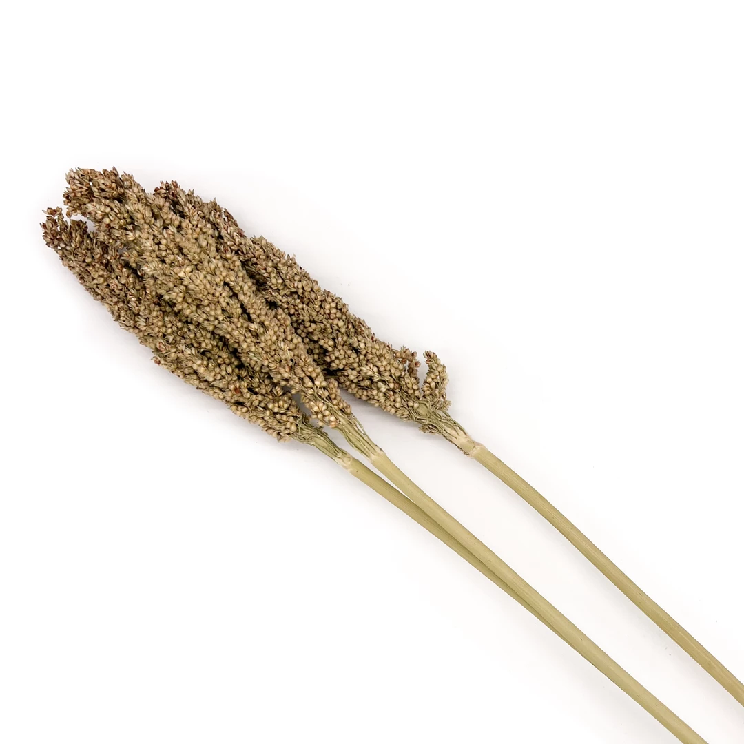 Yunnan Dianfeng Flower Technology Co. Ltd New Home Decor Dried Sorghum Flower, Bundle Of 3