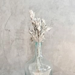 Yunnan Dianfeng Flower Technology Co. Ltd New Home Decor Fried Jacobaea Maritima